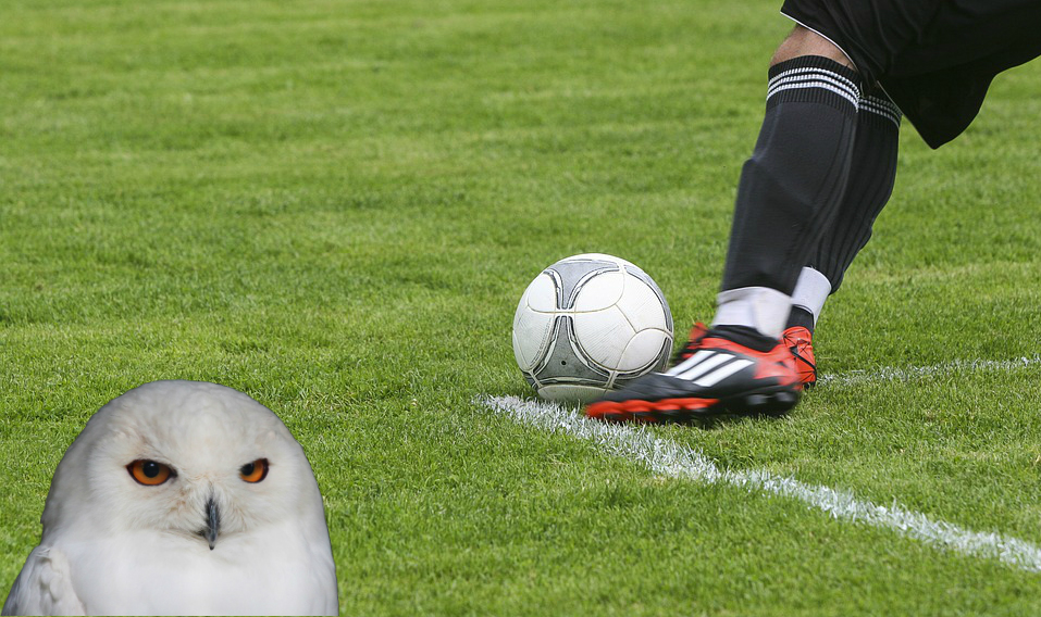 An owl watching footba