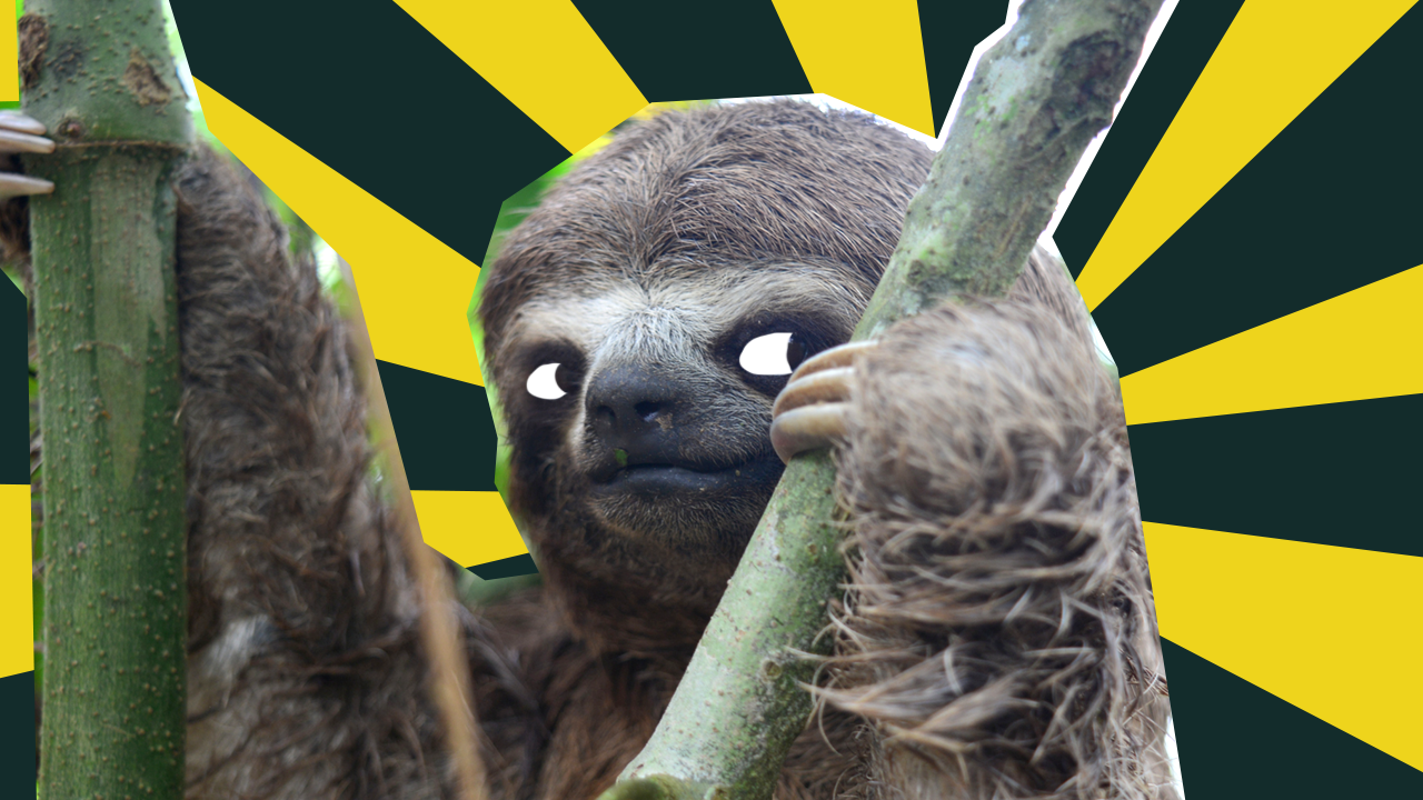 Sneaky Sloth