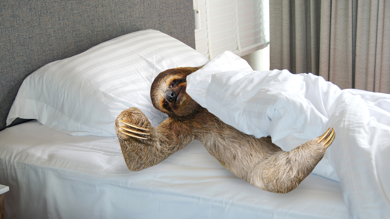 Sloth in bed
