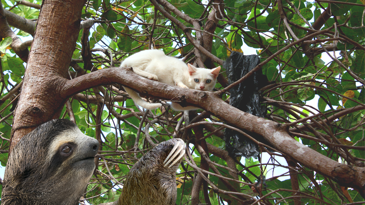 A sloth rescuing a cat stuck in a tree