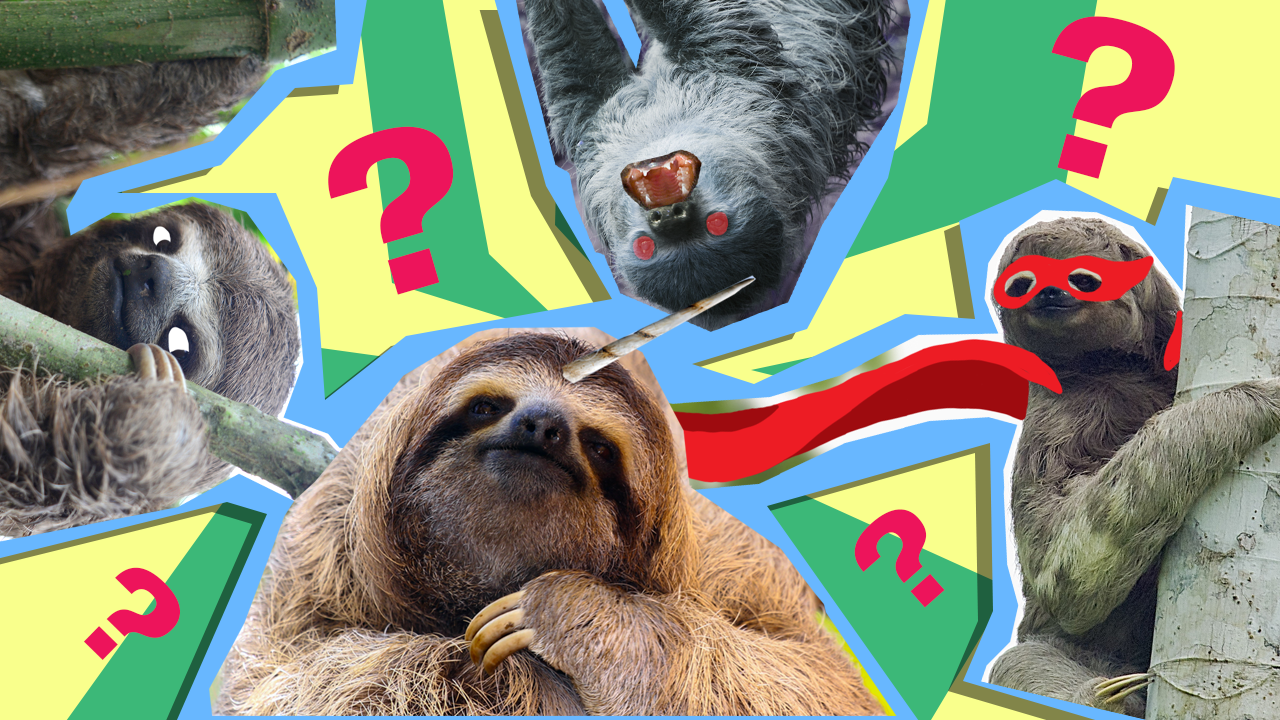 what sloth are you?