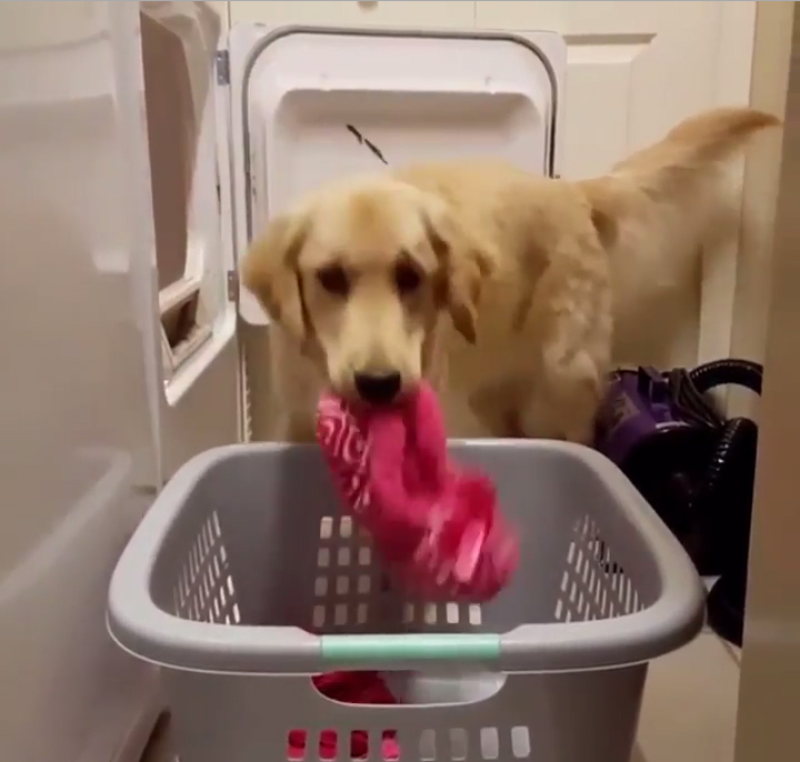 Dog doing laundry