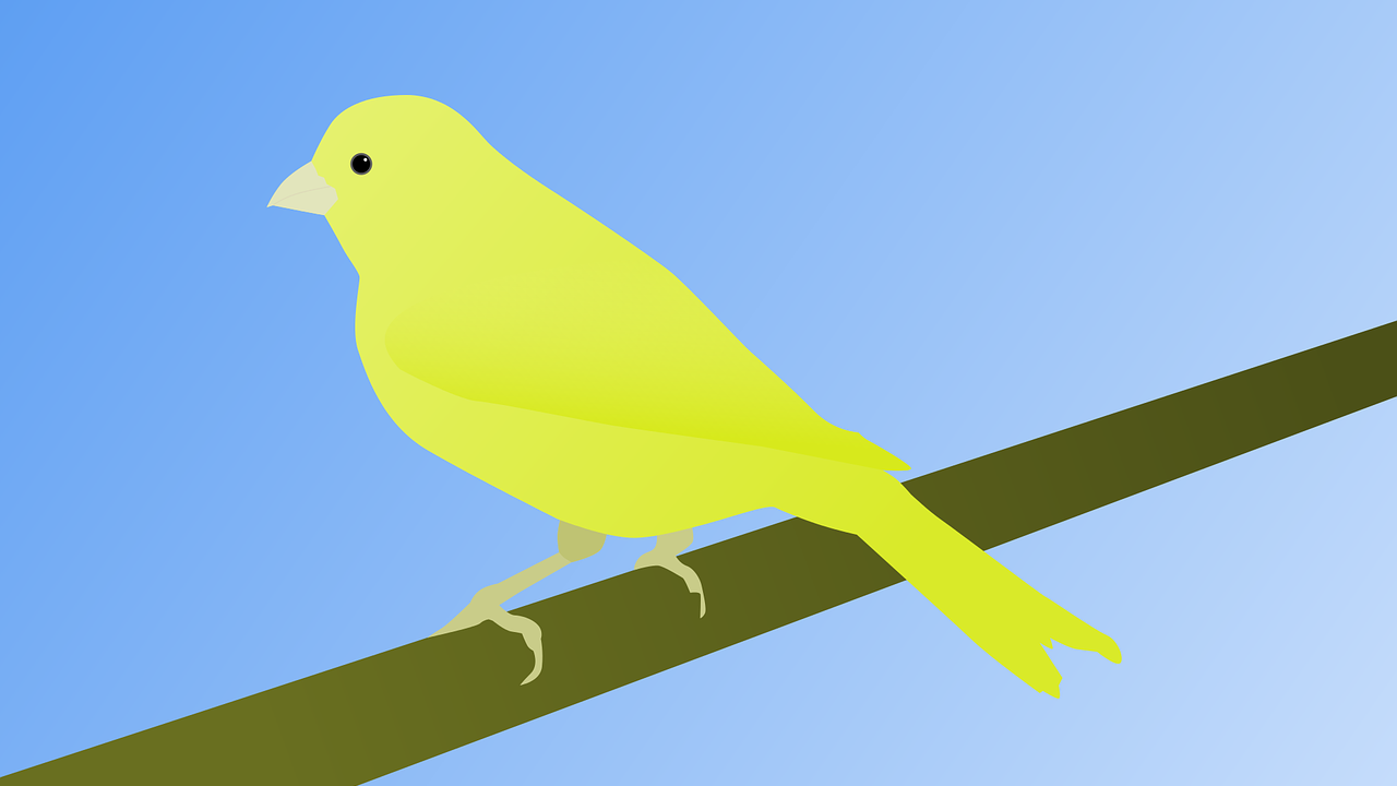 A canary