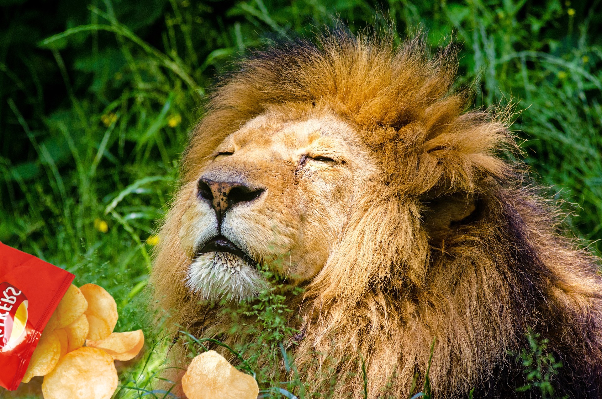 A lion eating a bag of crisps