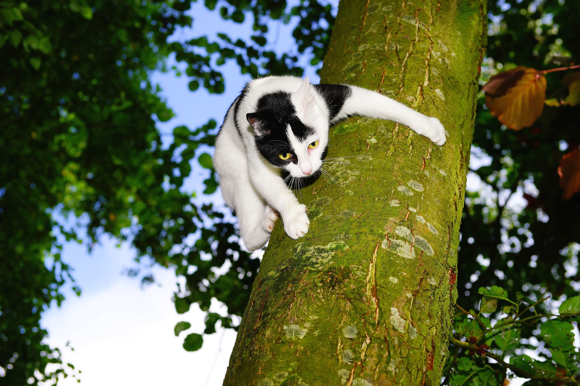 A cat climbing a tree