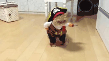 A confused cat in costume