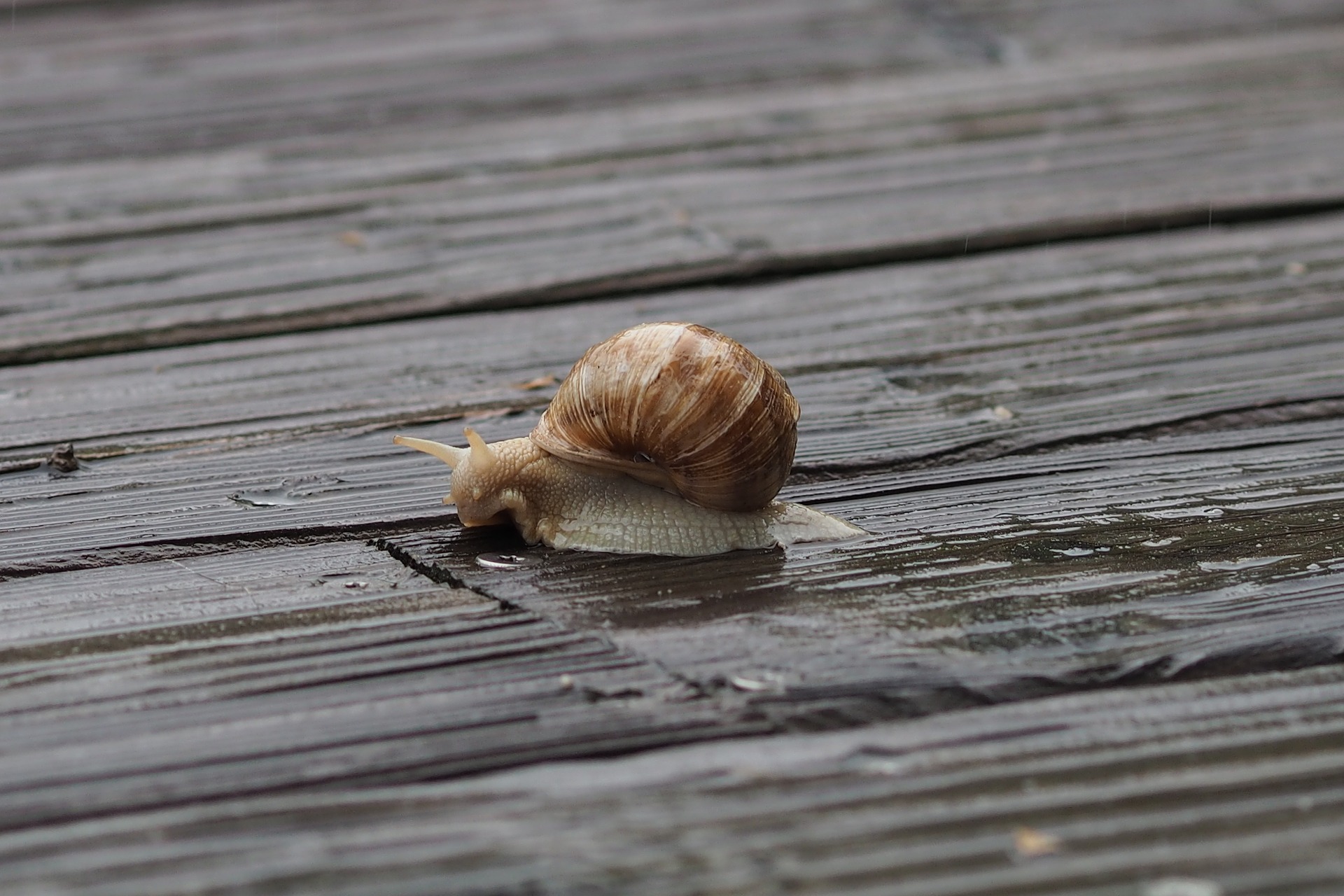 A snail in the rain