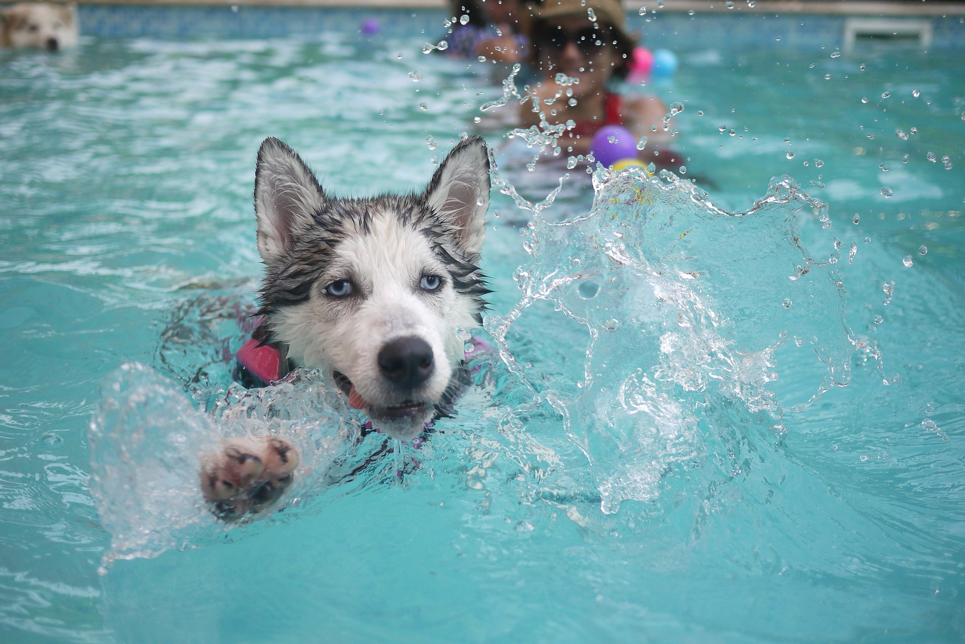 A dog in a swimming pool