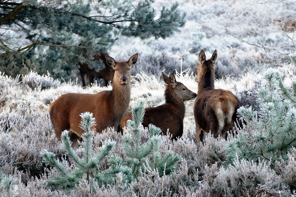 Christmas Song Quiz - Christmas Deer