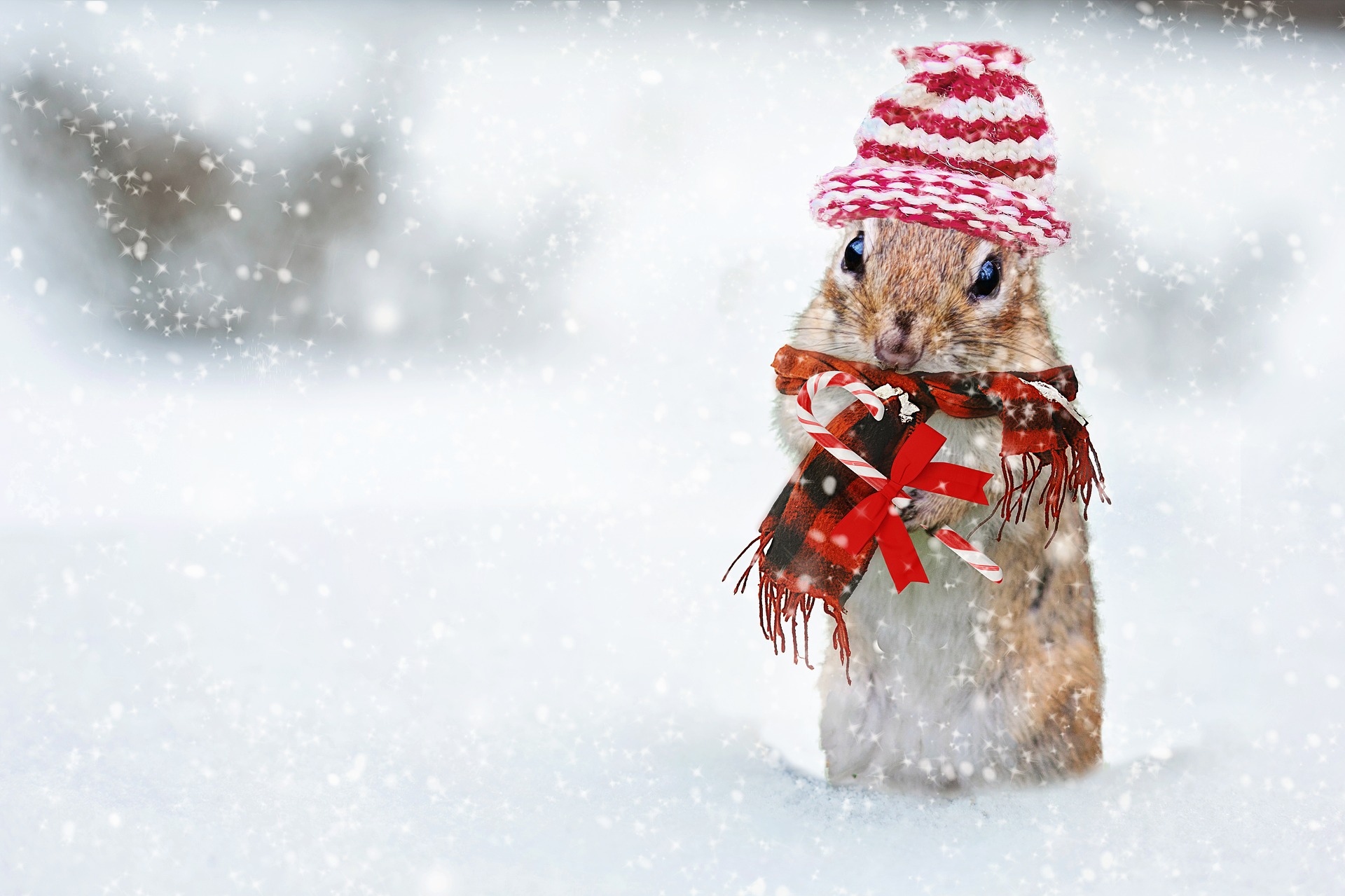 Christmas Song Quiz - Christmas Squirrel