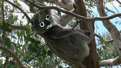 secret bitey koala