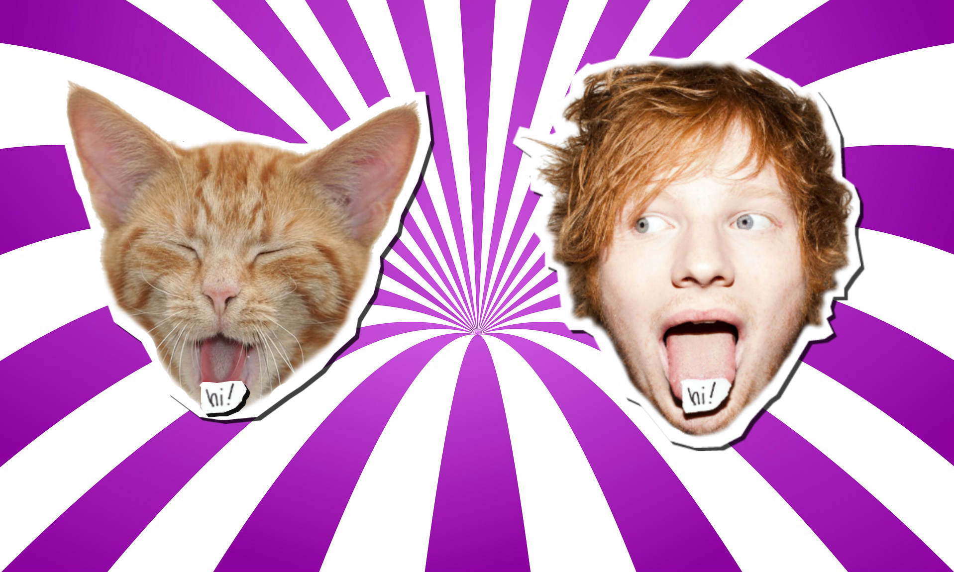 A cat vs Ed Sheeran