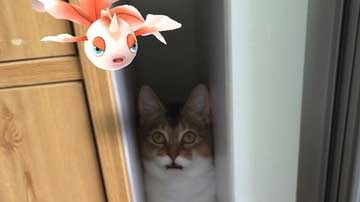 Cat looking at a pokemon