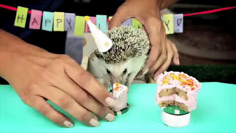 A hedgehog eating a slice of birthday cake