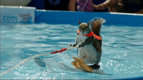 A water skiing squirrel 