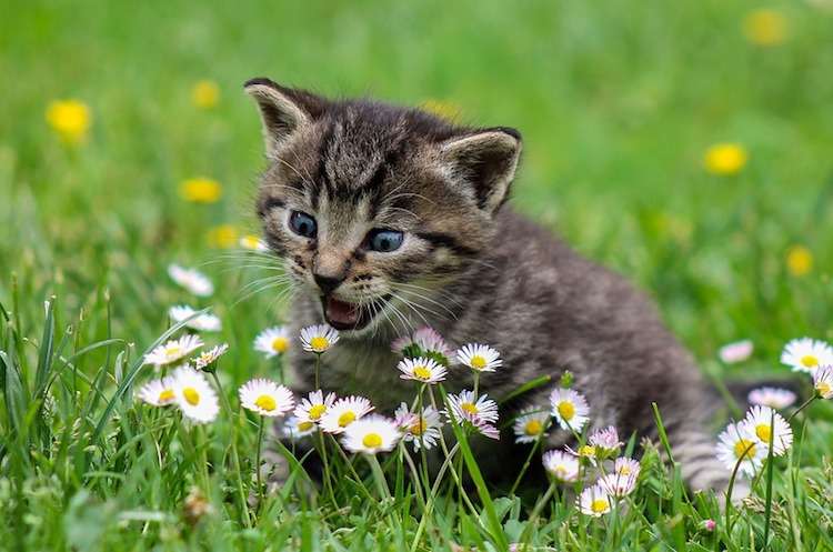 A kitten attacking a group of daisies
