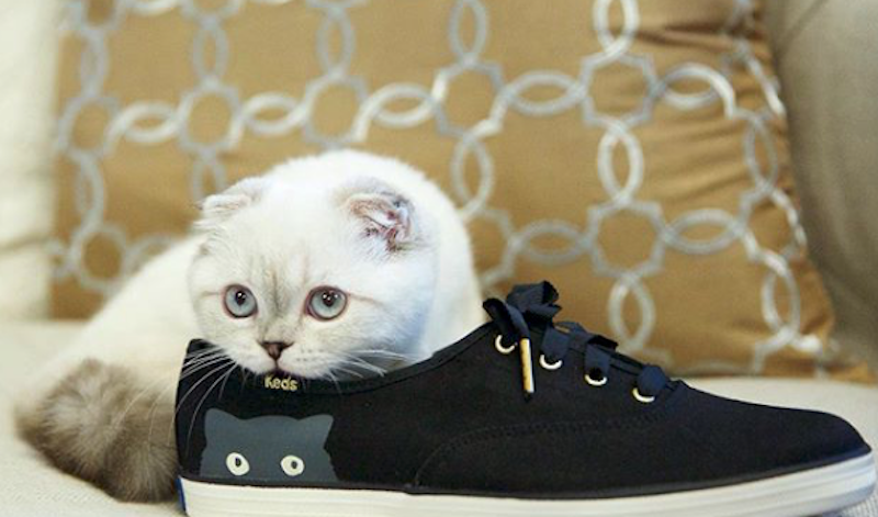 A small white cat takes a rest inside a big shoe