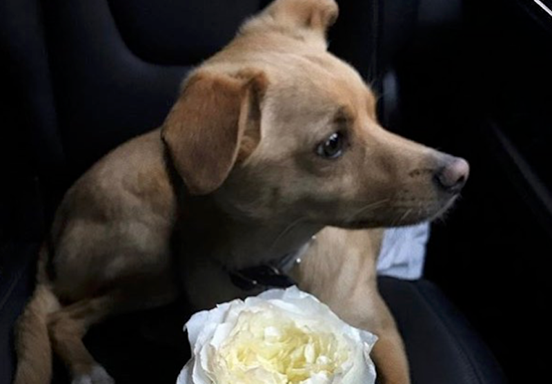 A dog sniffing a rose