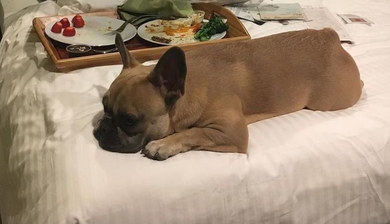 A dog lies on a bed next to a tray of breakfast snacks