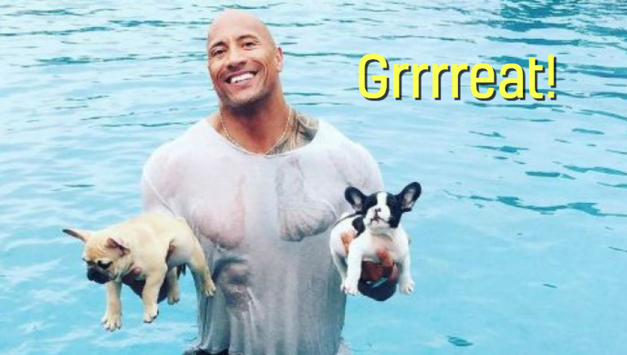 The Rock and his two French Bulldogs