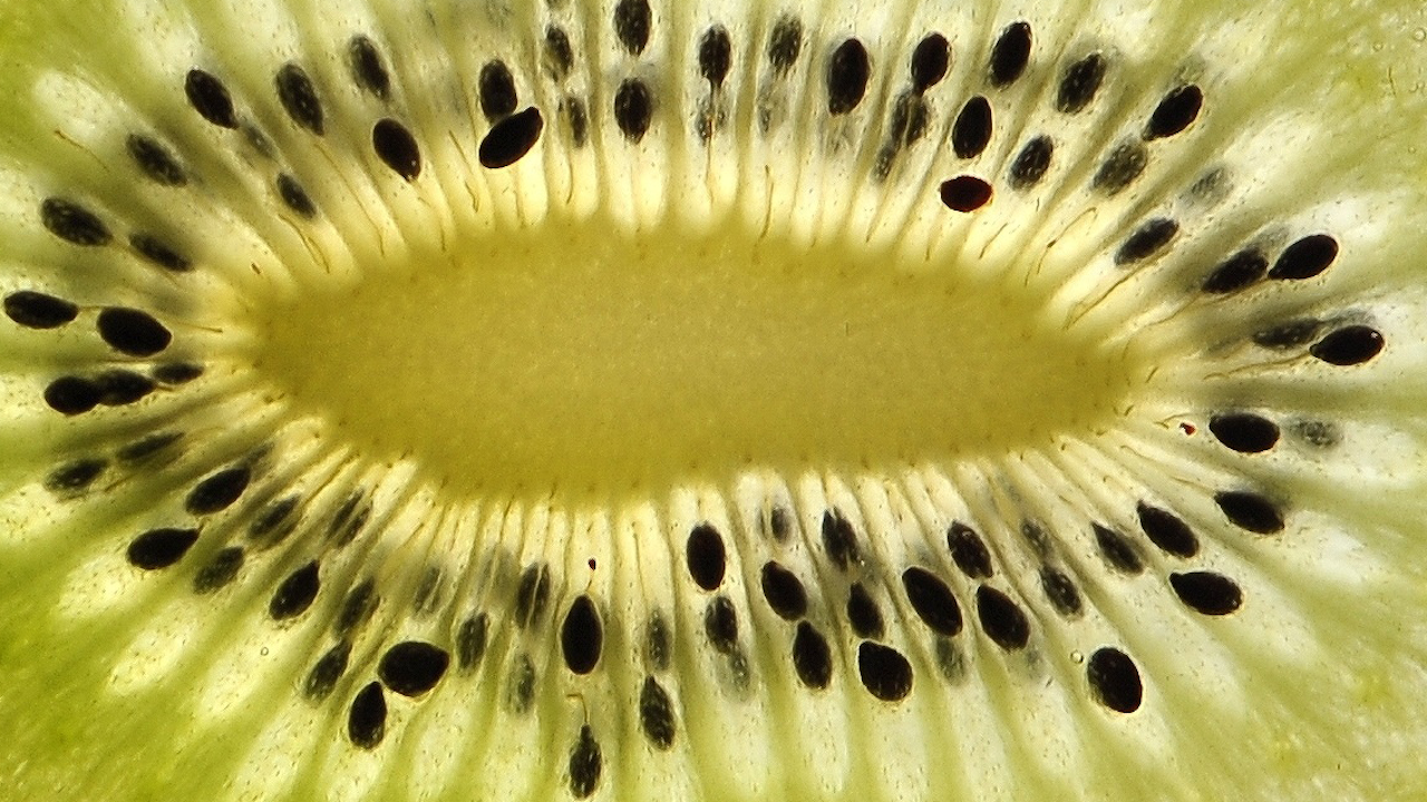 A fruit full of many seeds