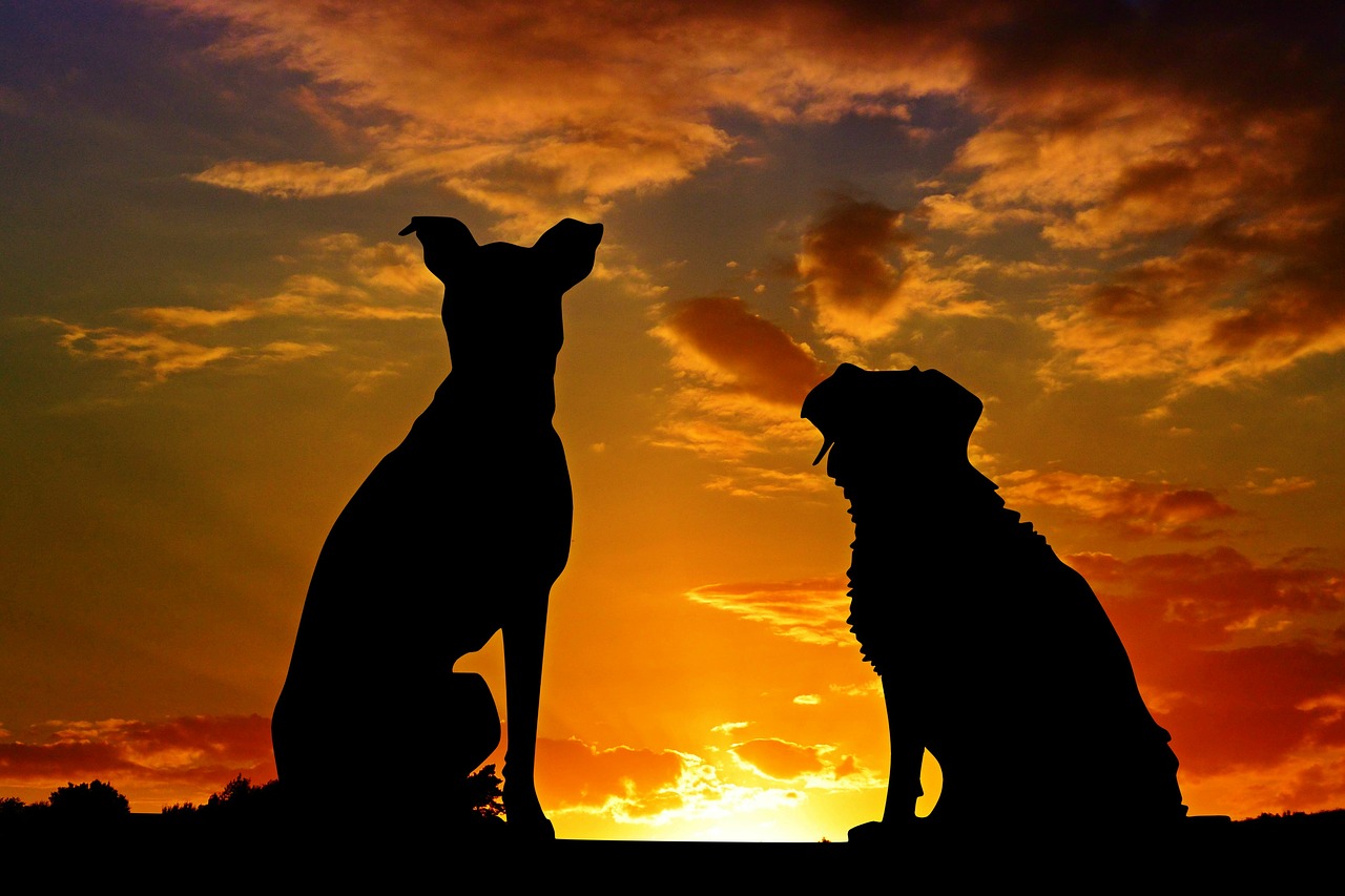 Two dogs looking out towards the sunset 