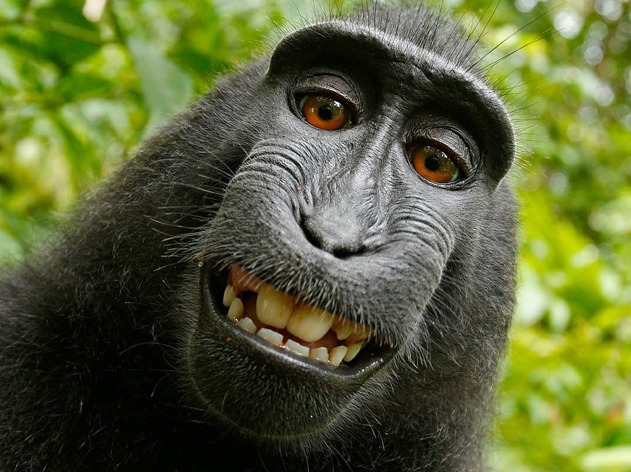 An amused monkey
