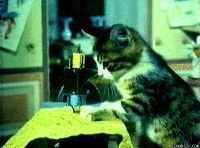 A kitten using a sewing machine