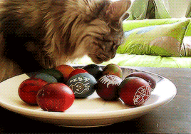 A cat investigates a bowl of eggs