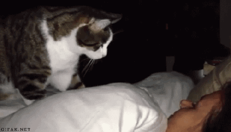 A cat wakes its owner up