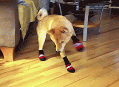 A dog attempting to walk in two  pairs of new shoes