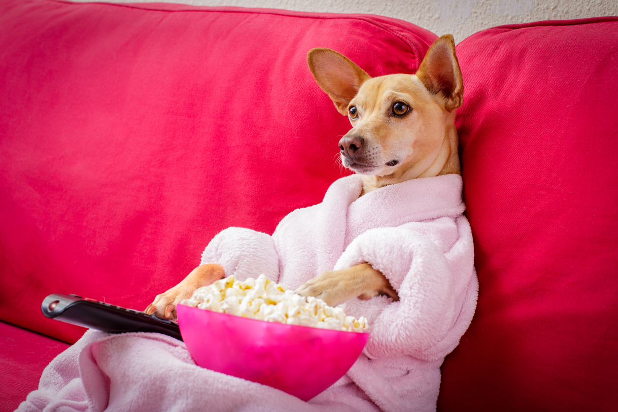 A dog relaxing with popcorn and a TV show