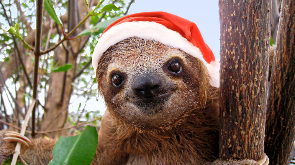 A sloth wearing a Santa Claus hat helping us calculate slime names
