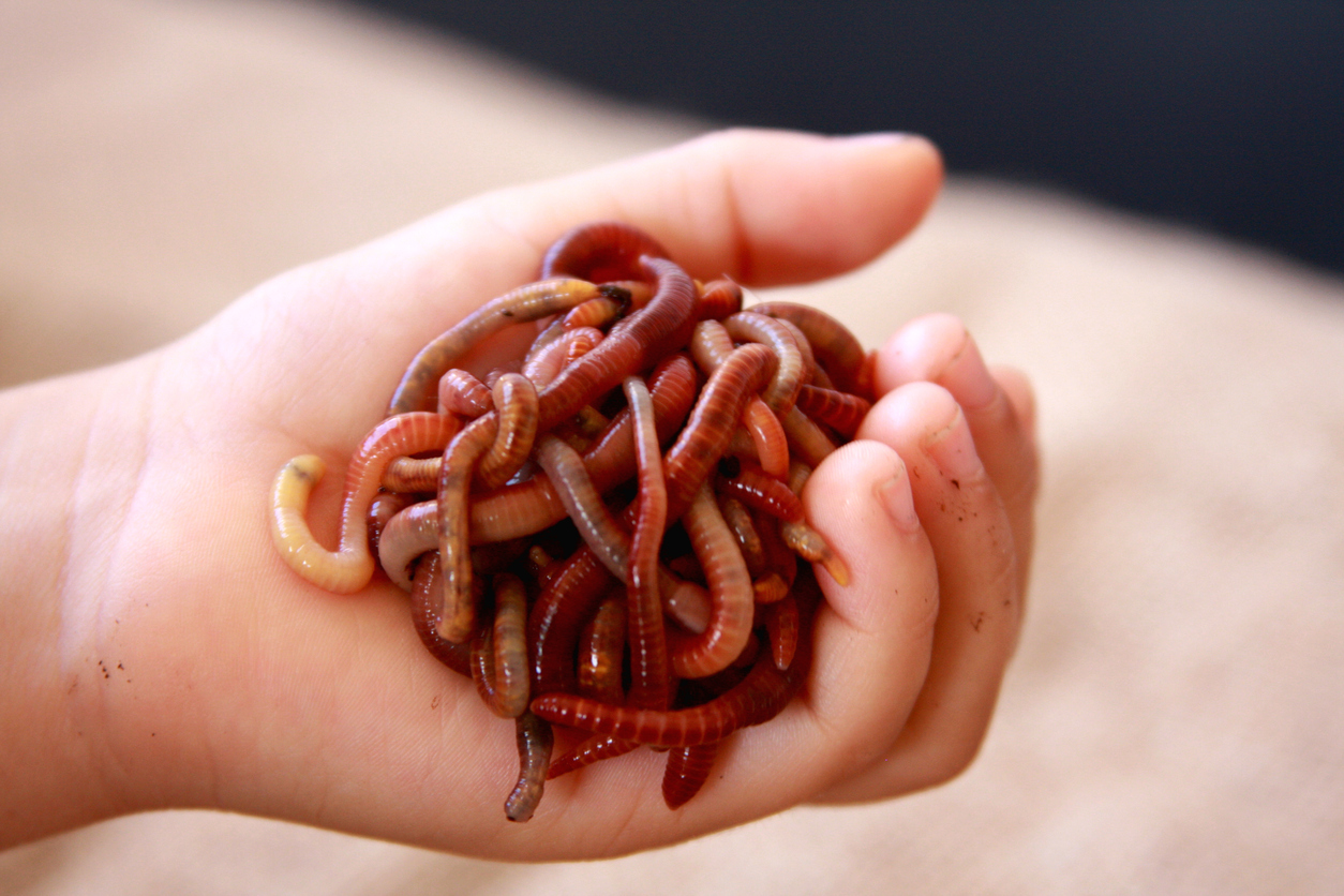 A handful of worms