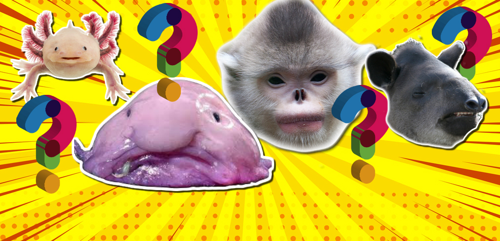 Personality Quiz: Which Weird Animal Are You? | Weird Animals | Personality  Quizzes on 