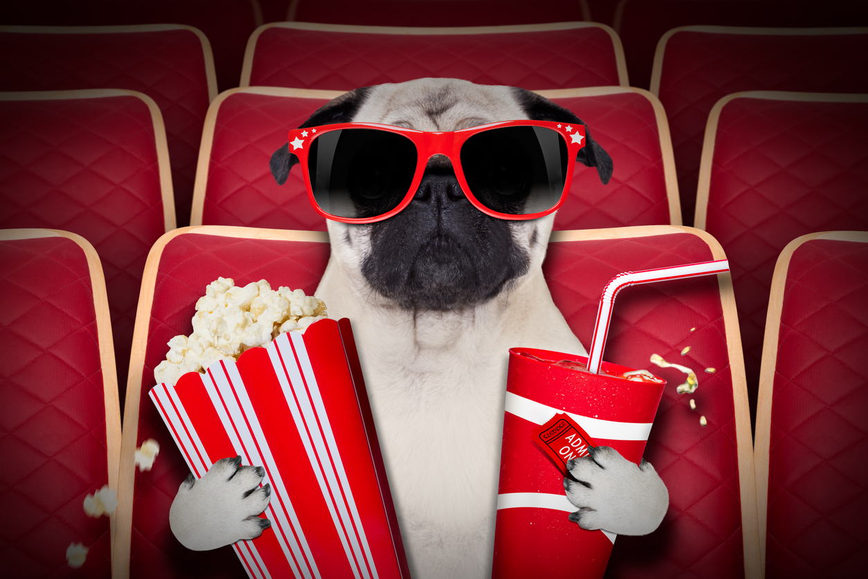 A pug enjoying a trip to the cinema