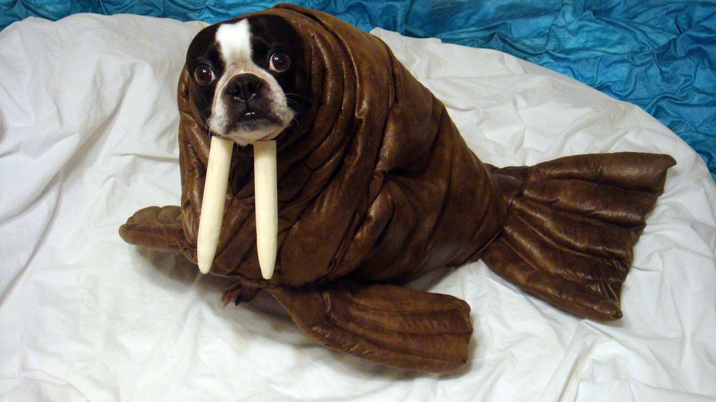 Dogs Dressed up as Other Animals Are Better than the Real Thing