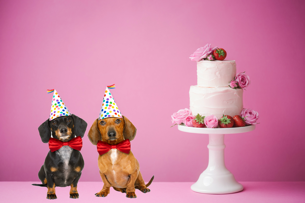 Two dogs look forward to a slice of cake