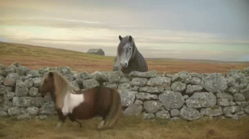 A pony walking backwards