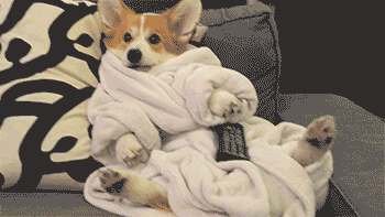 A corgi in a dressing gown relaxing watching TV