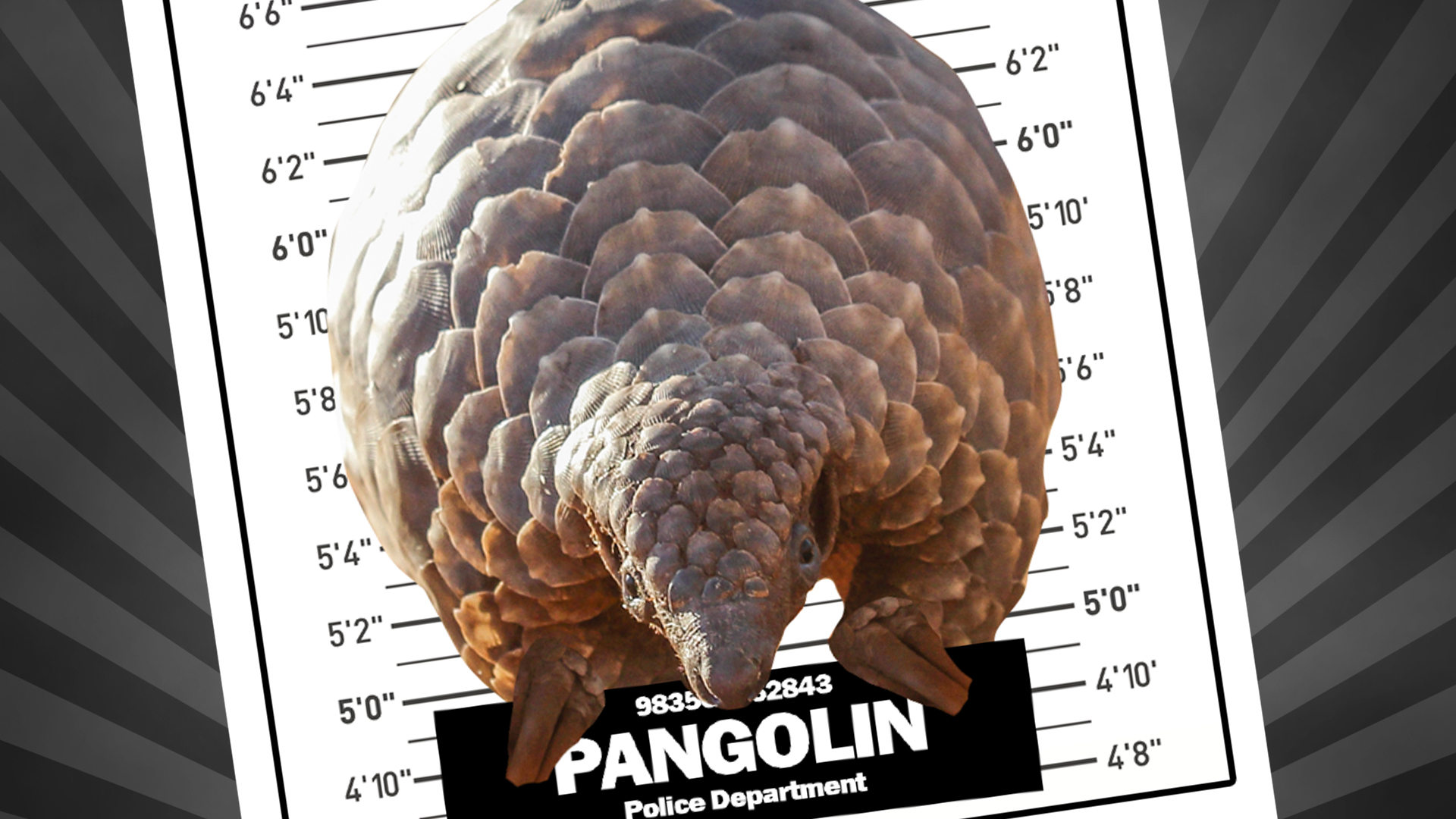 Pangolin mugshot