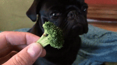 A dog looks at a piece of broccoli