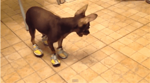 A dog wearing shoes