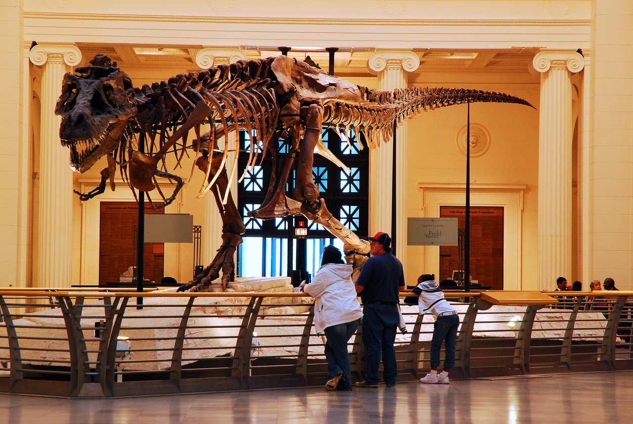 Sue at the Field Museum