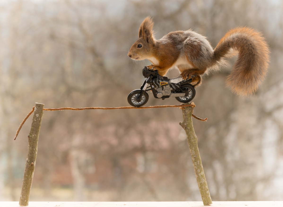 A squirrel riding a motorcycle