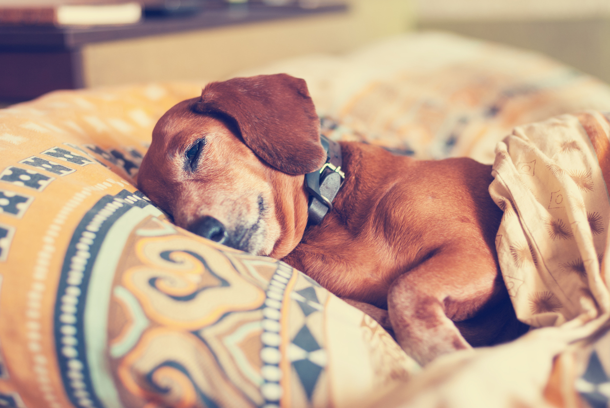A dachshund sleeps under a blanket