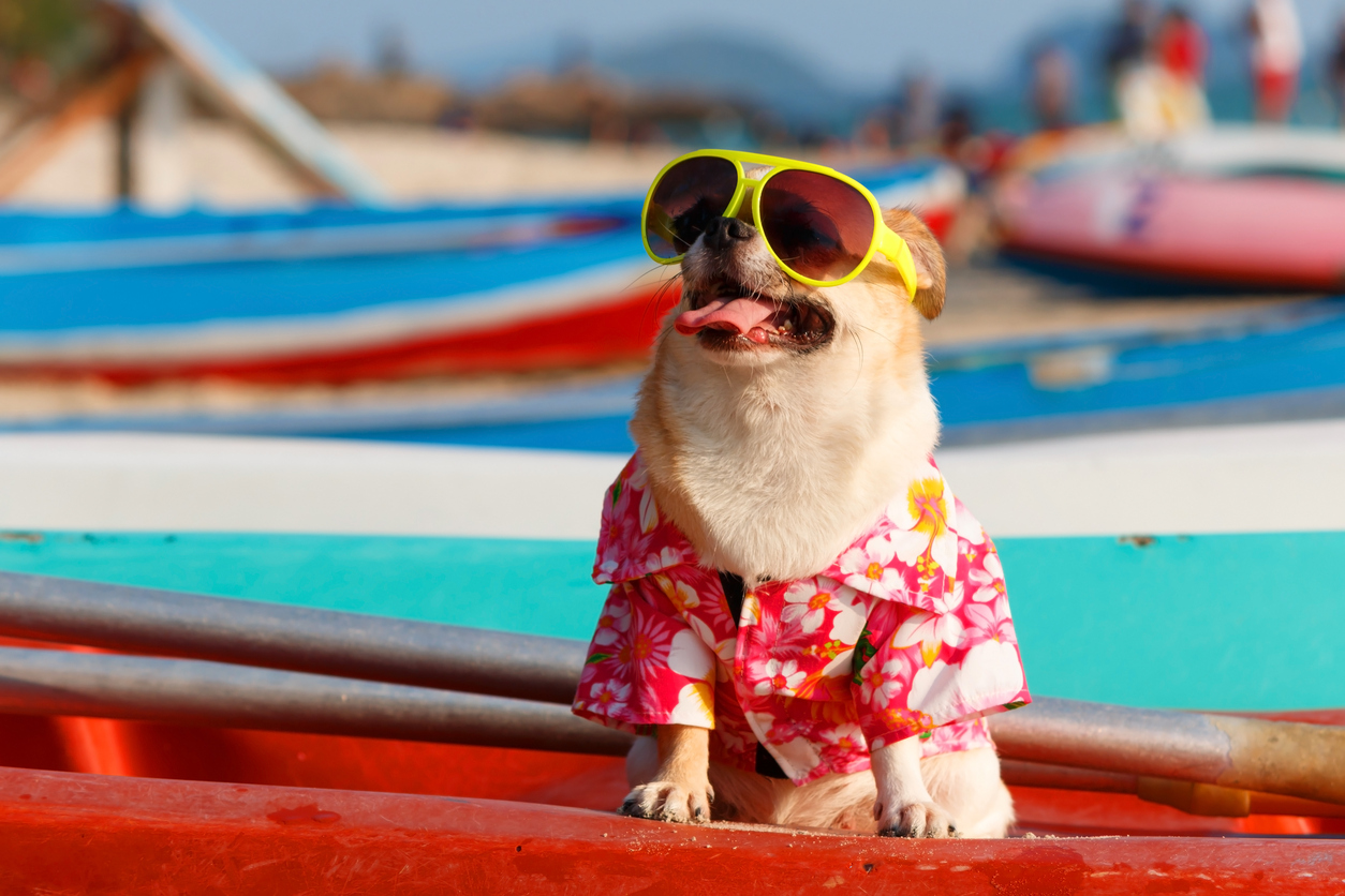A dog wearing sunglasses at the beach