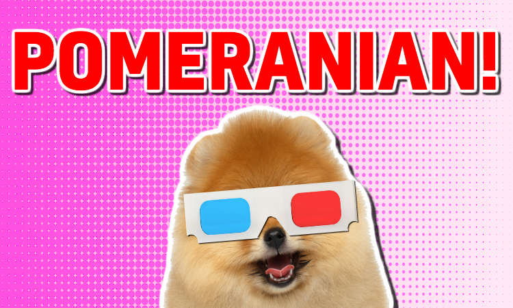 A Pomeranian wearing old-fashioned 3D glasses