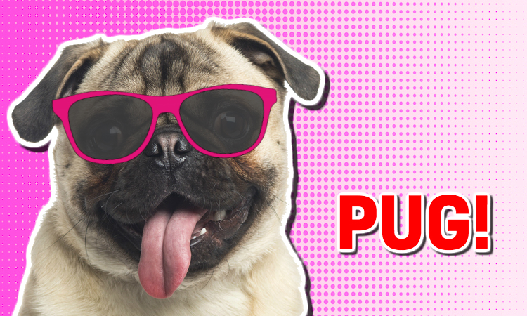 A pug wearing sunglasses