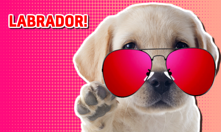 A labrador puppy wearing sunglasses